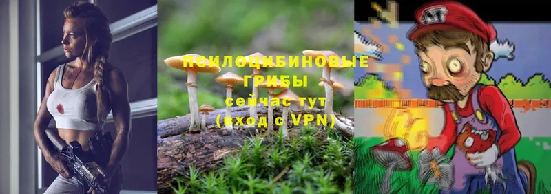 Псилоцибиновые грибы GOLDEN TEACHER  купить  сайты  Гурьевск 